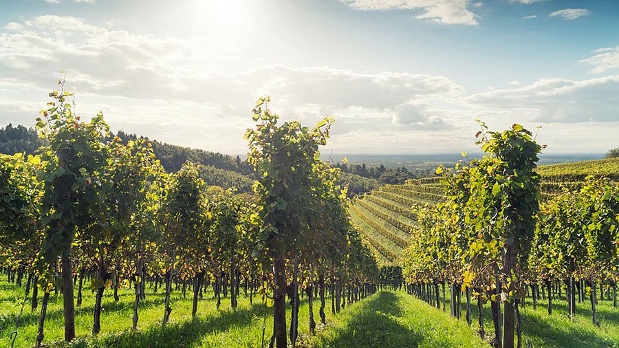 Weinberg im Herbst