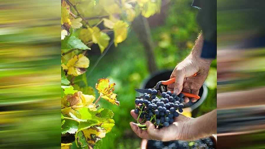 Ernten von Weinreben im Hintergrund der Weinstock und Korb mit geernteten Weintrauben..