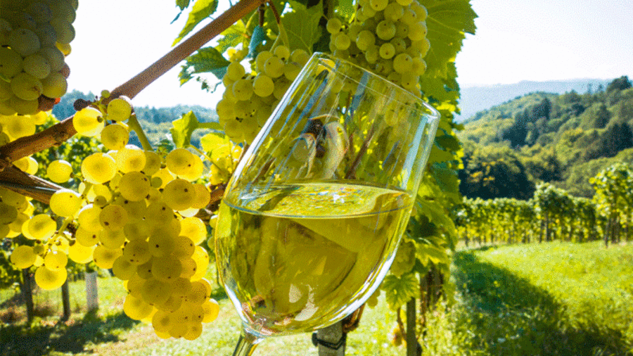 Glas mit Wein und Weinreben