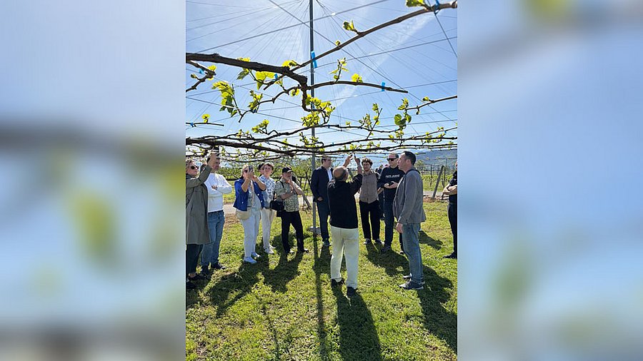Personengruppe unter Weinreben